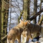 Rangordnung unter Wölfen