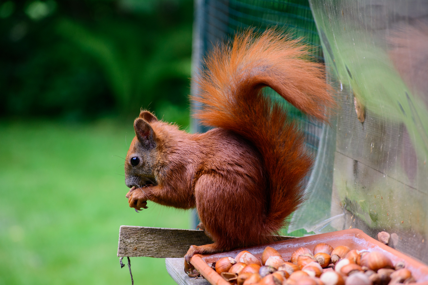 Rangsdorfer Outdoorhörnchen