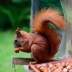 Rangsdorfer Outdoorhörnchen