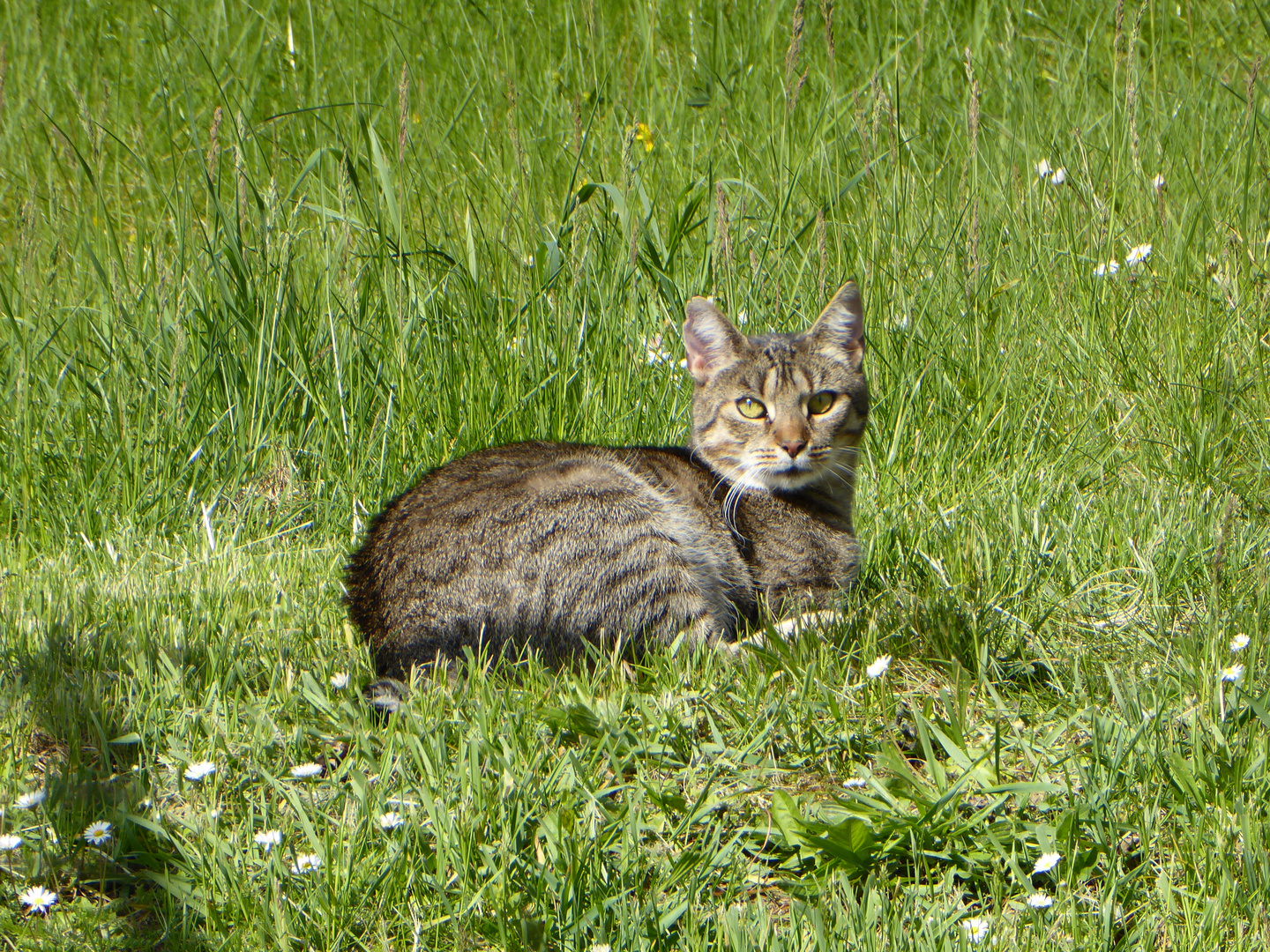 Rani auf der Wiese