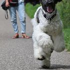 rani, harlekin-pudel, beim sprint-training