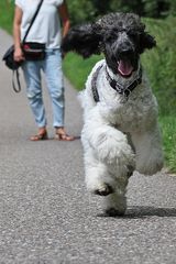 rani, harlekin-pudel, beim sprint-training