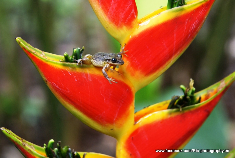 Ranita en la heliconia