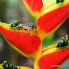 Ranita en la heliconia