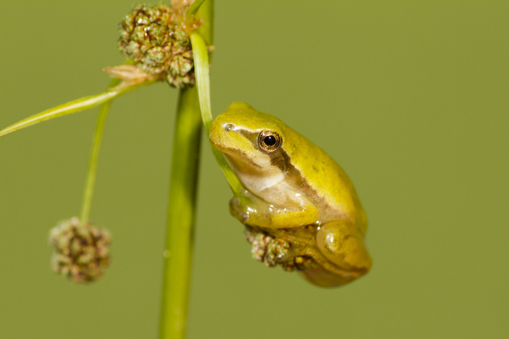 Ranita Meridional.