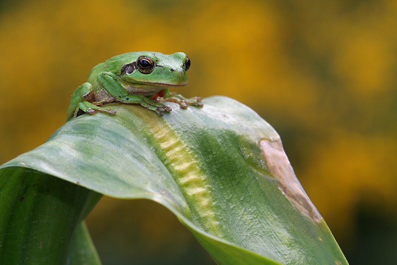 Ranita Meridional