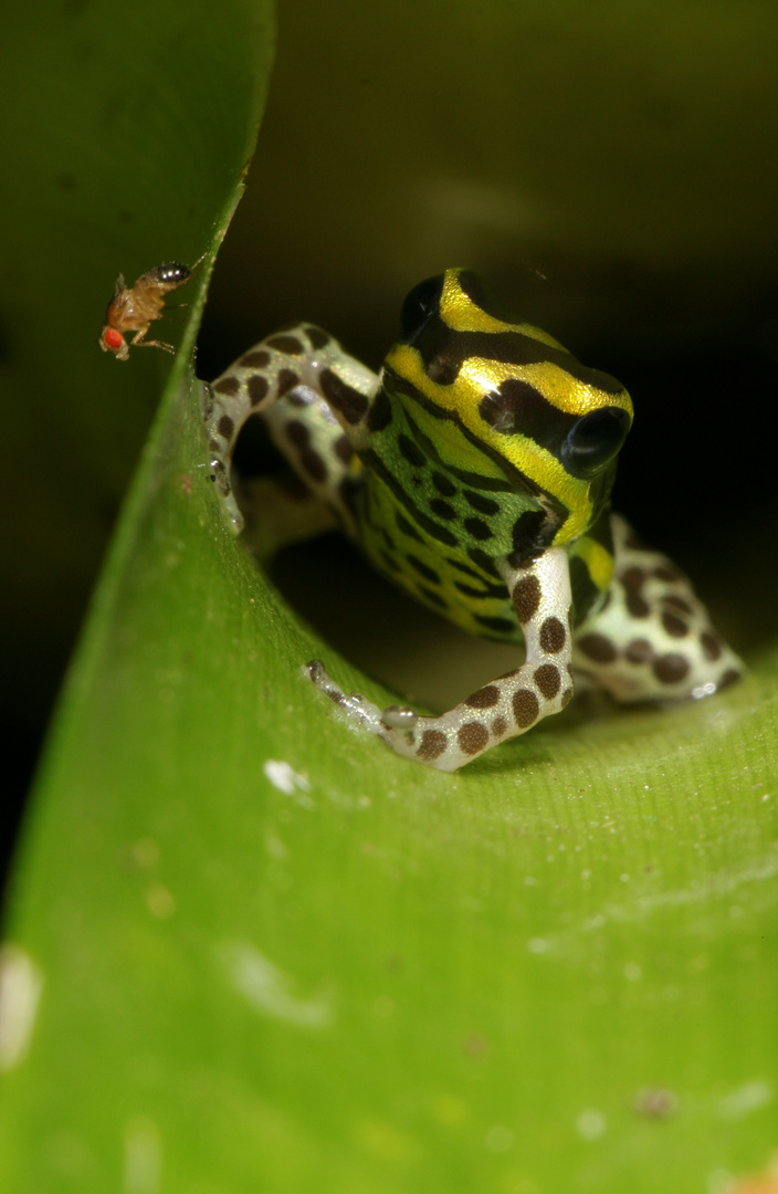 Ranitomaya lamasi panguana