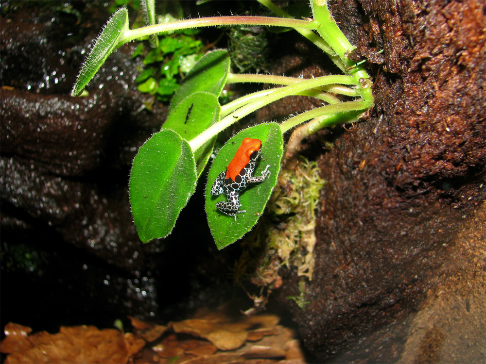 Ranitomeya reticulata