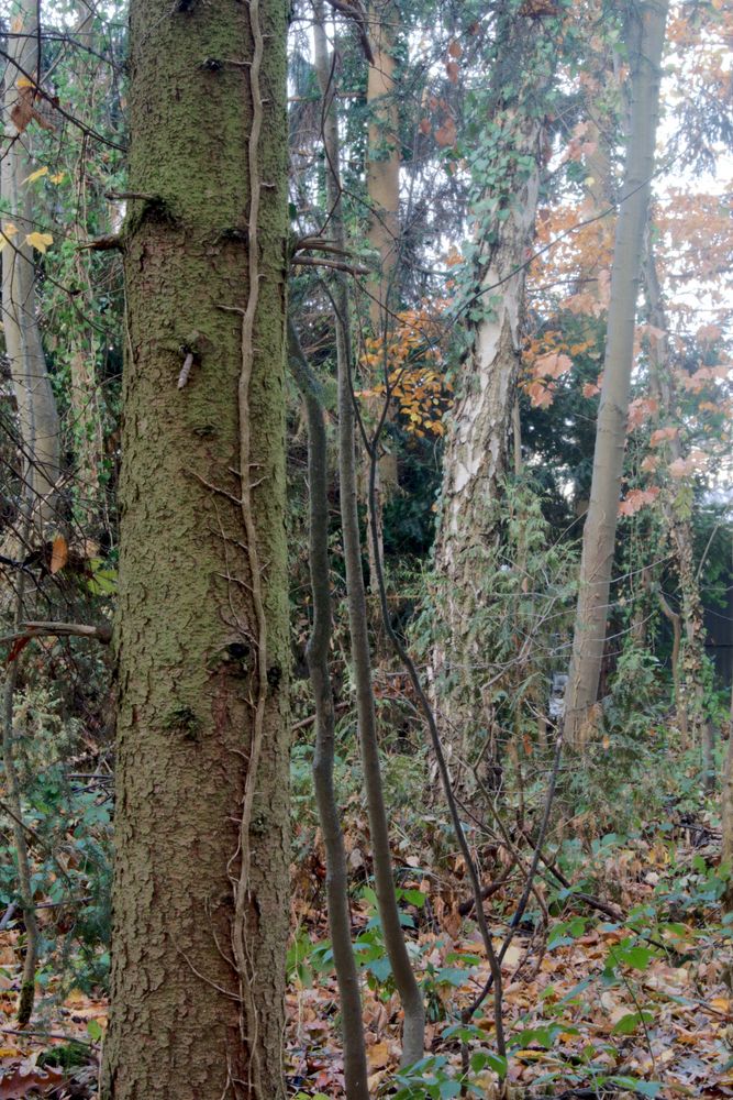 Ranke Foto & Bild | pflanzen, pilze & flechten, bäume, einzelbäume
