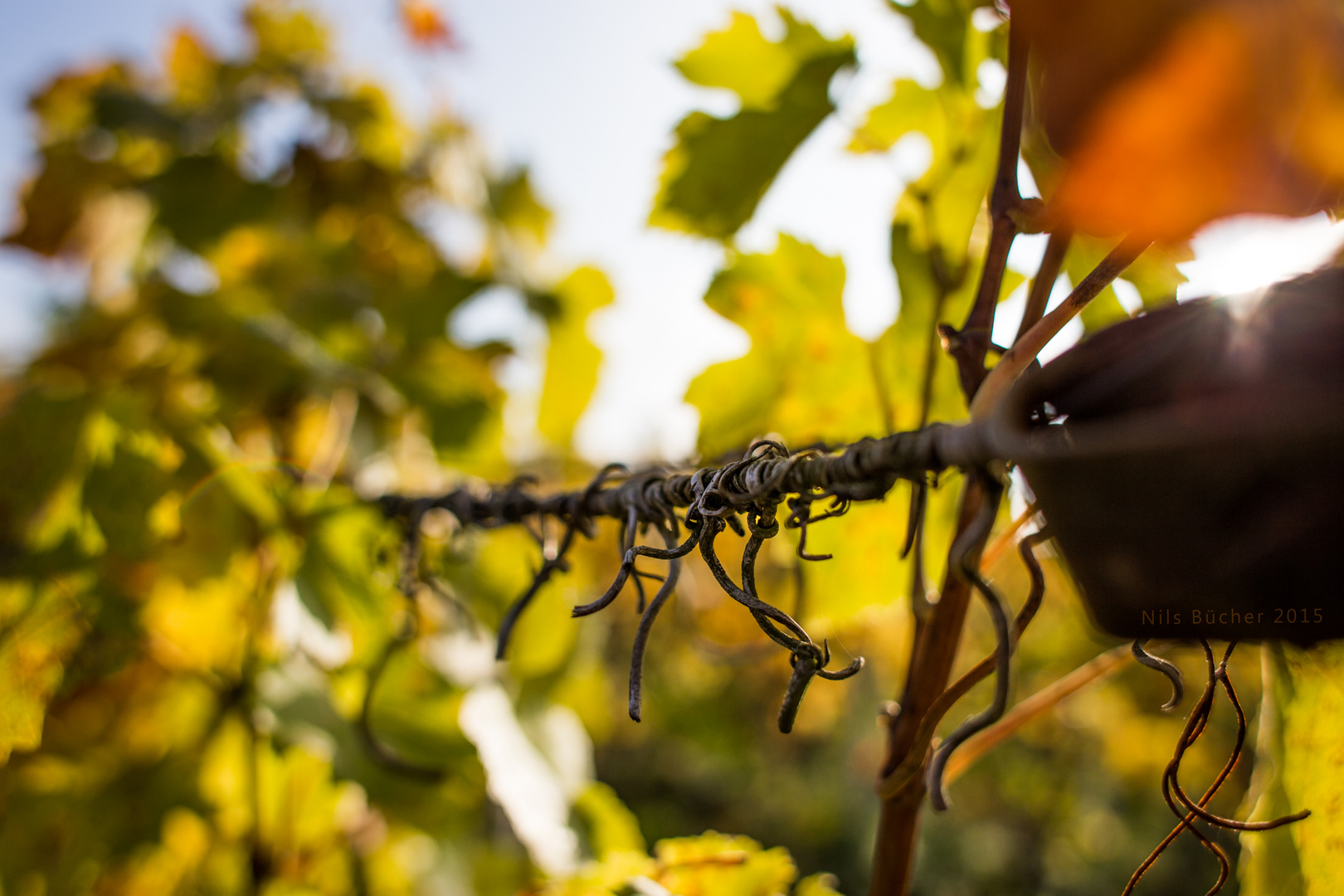 Ranke Foto & Bild sonstiges, wein, rebland Bilder auf