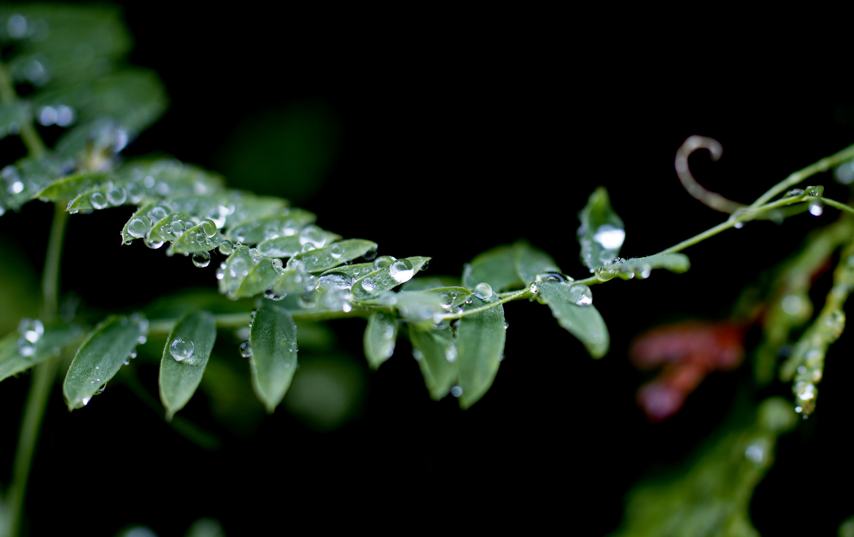 Ranke nach dem Regen