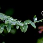 Ranke nach dem Regen