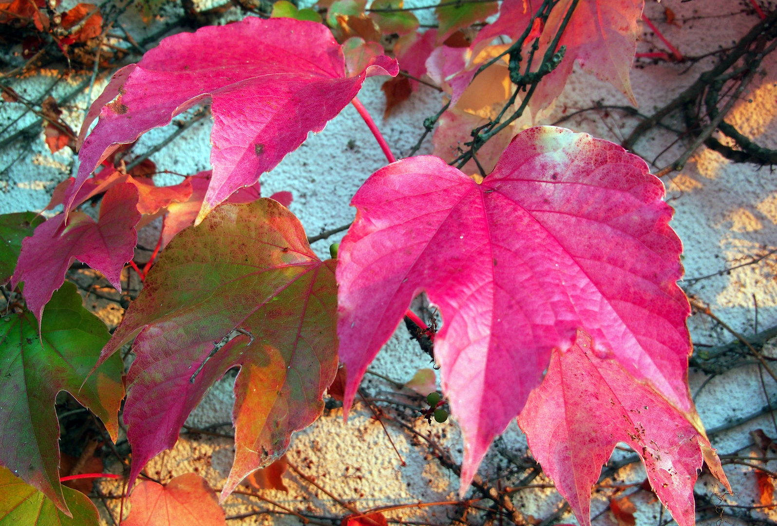 Ranken im Herbst