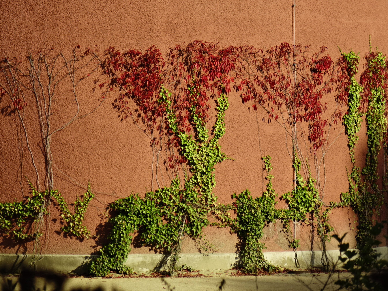 Ranken im Herbst