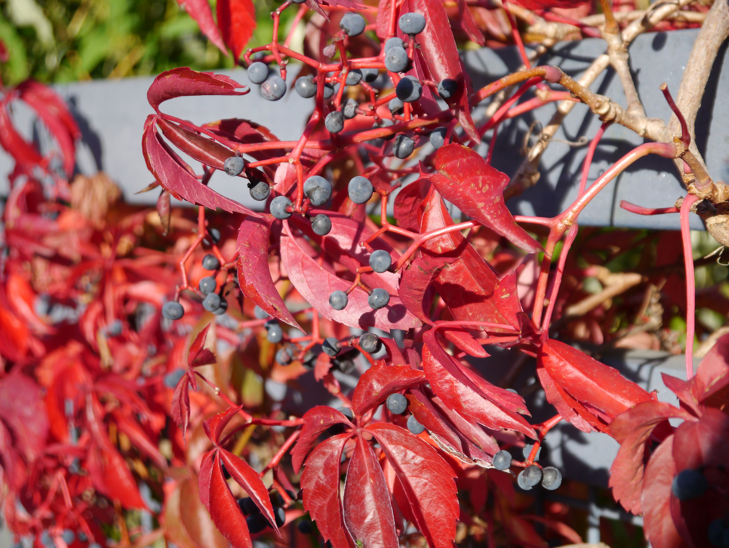 Ranken mit Wildbeeren im Westpark Bochum