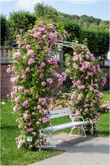 Rankende Rose