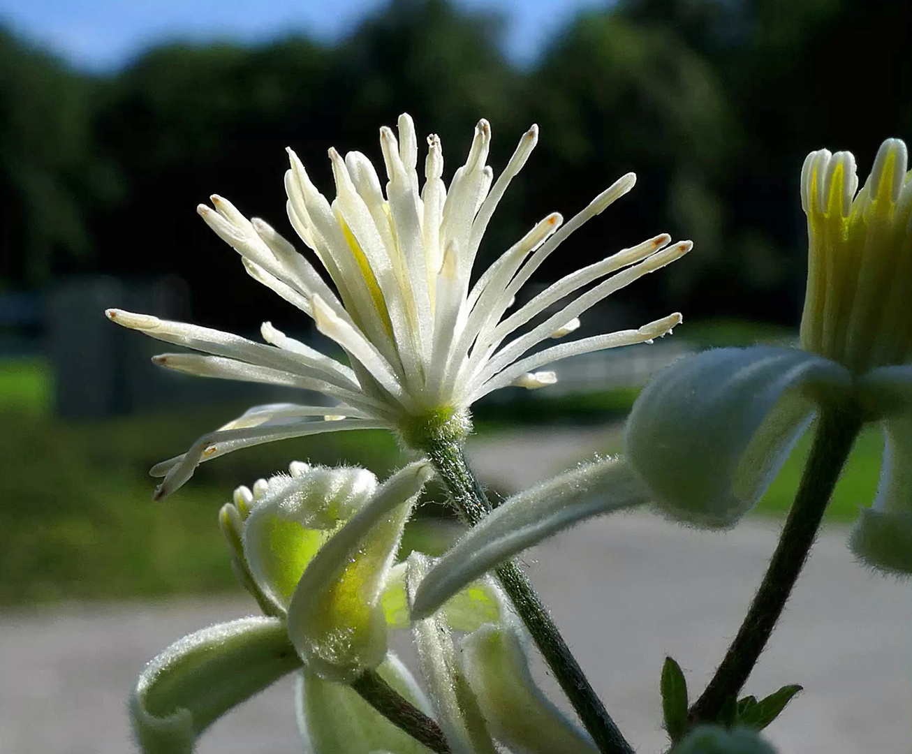rankende Waldrebe... Foto & Bild pflanzen, pilze & flechten, blüten