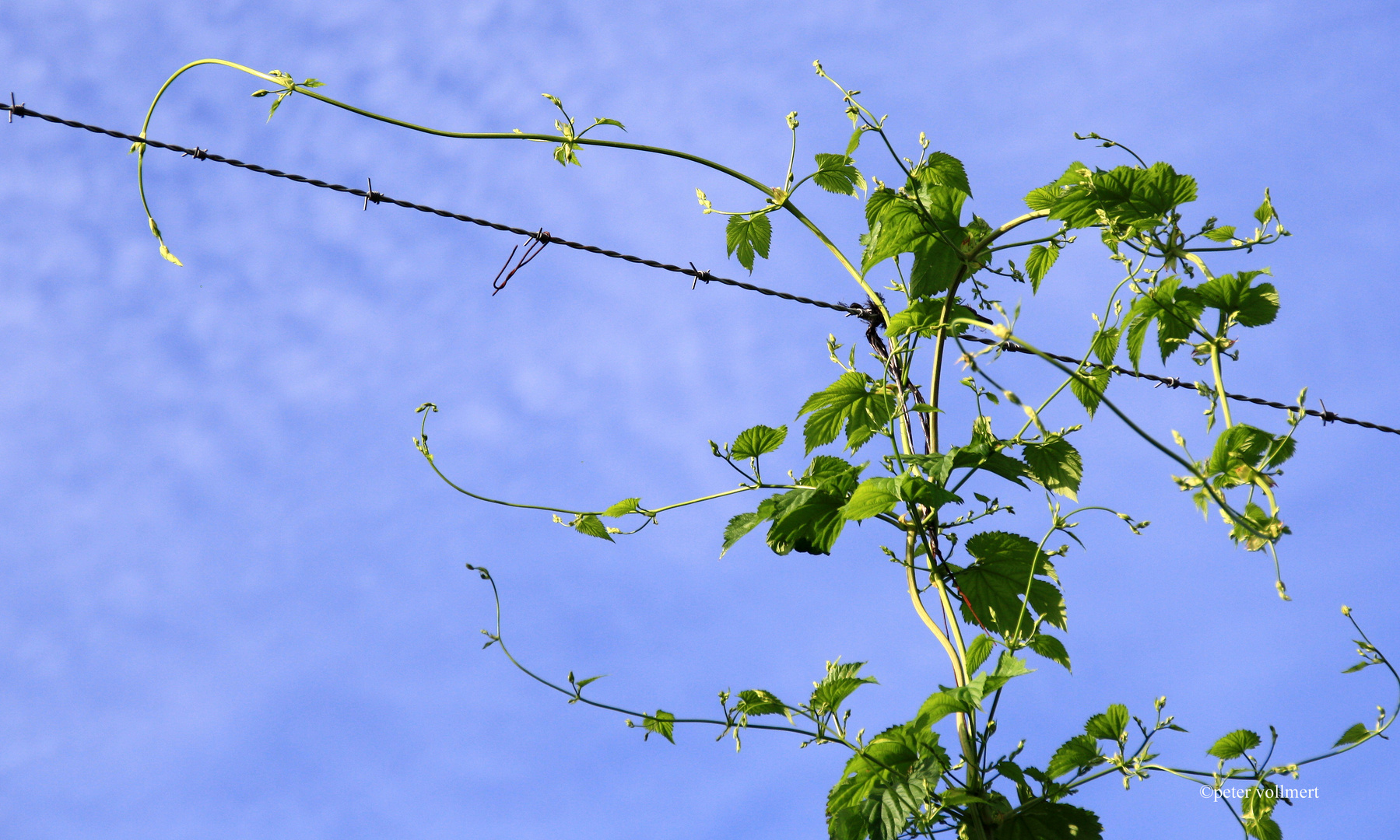 rankender Hopfen in der Hallertau