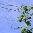 rankender Hopfen in der Hallertau