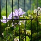 Rankhilfe für Clematis