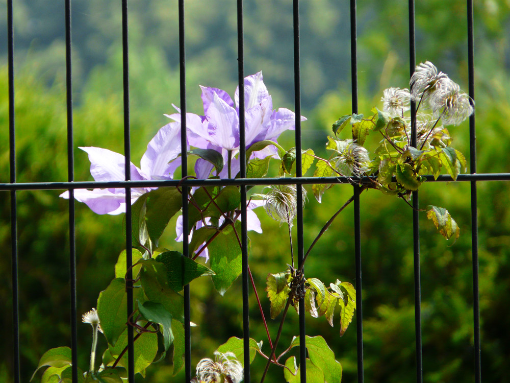 Rankhilfe für Clematis