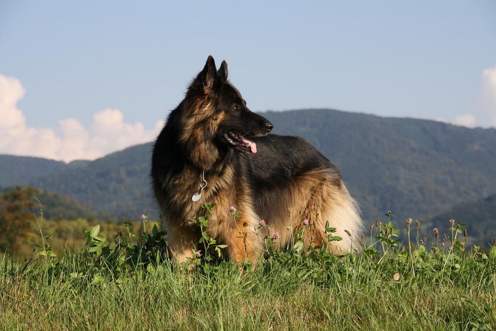 Ranko im Schwarzwald...