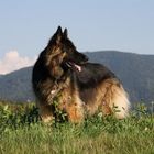 Ranko im Schwarzwald...