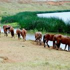 Rano Raraku,cavalli allo stato brado - Isola di Pasqua