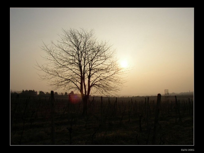 rano vo vinohrade (Morgen im Weingarten)