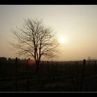 rano vo vinohrade (Morgen im Weingarten)