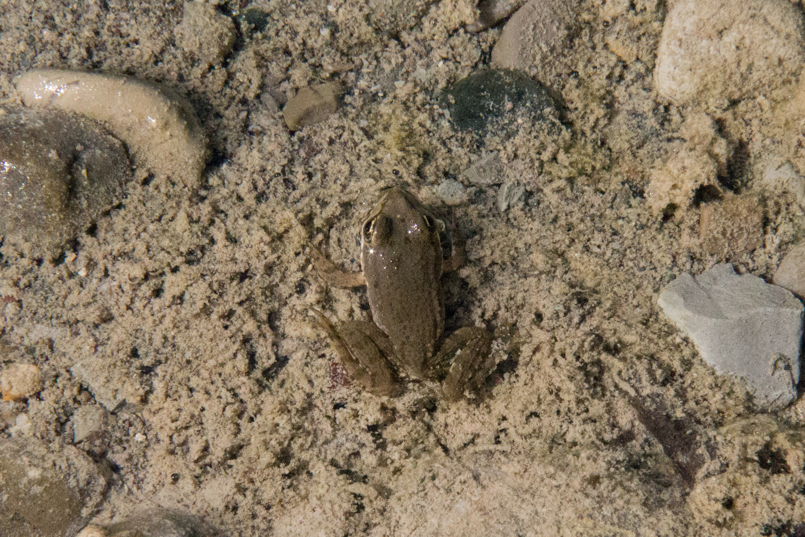 Ranocchia - Froggy