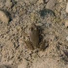 Ranocchia - Froggy