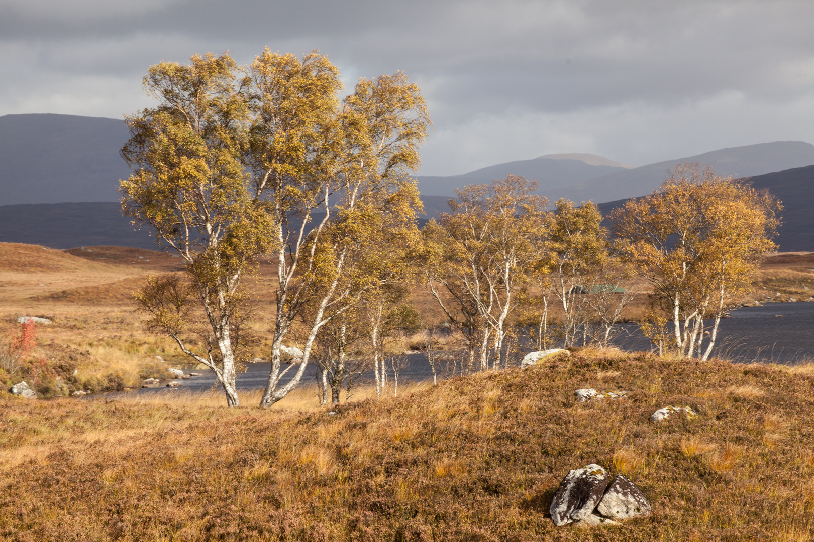 Ranoch Moor