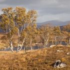 Ranoch Moor