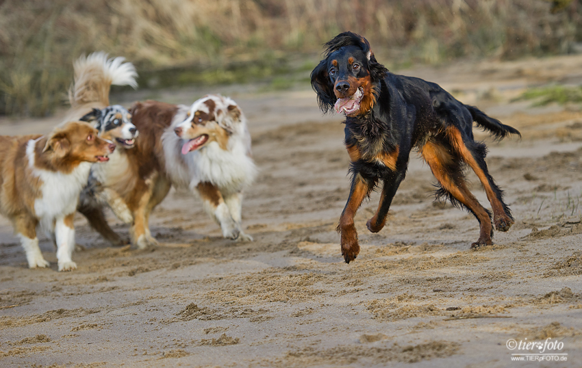 Rantanplan Foto &amp; Bild tiere, haustiere, hunde Bilder auf