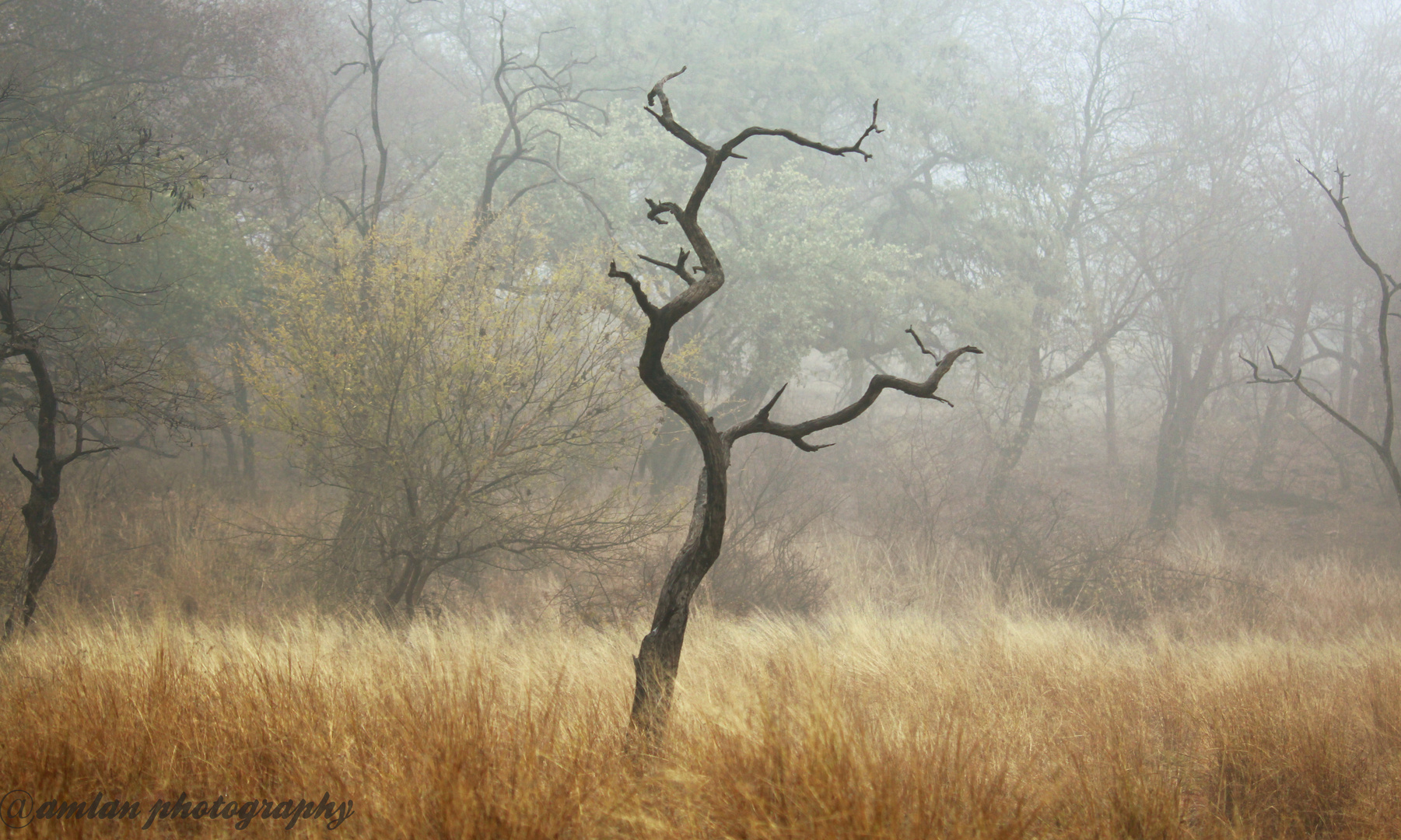 RANTHAMBORE FOREST  (1)