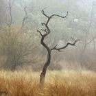 RANTHAMBORE FOREST  (1)