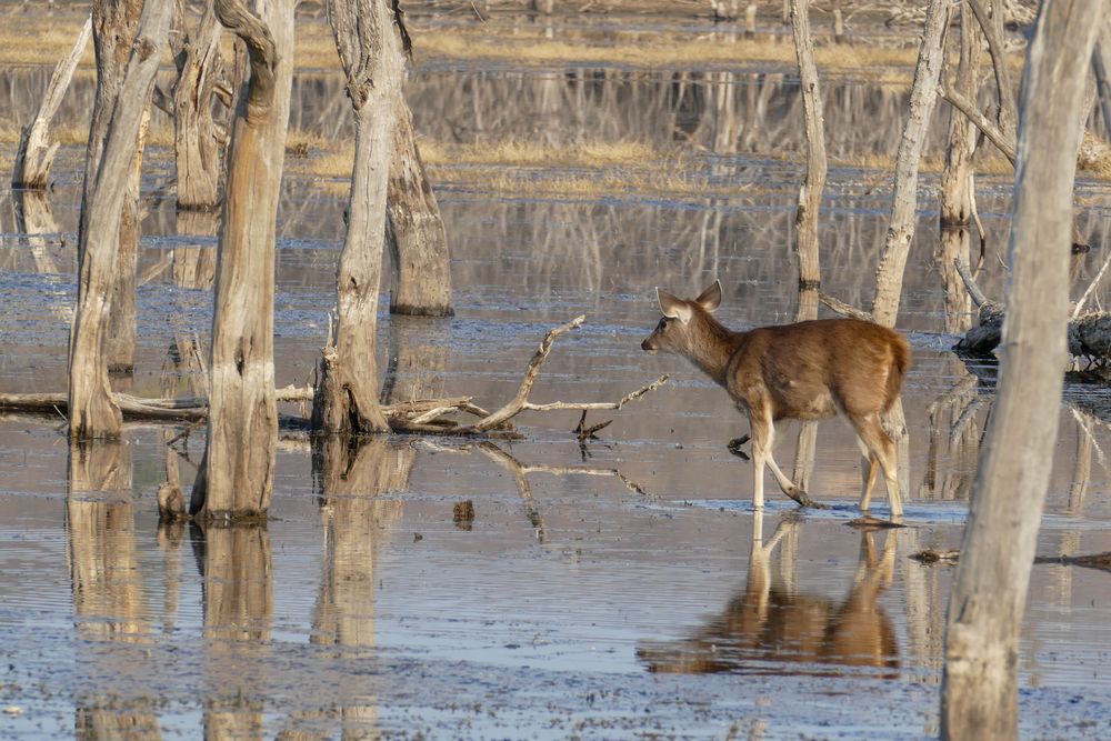 Ranthambore Nationalpark