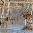 Ranthambore Nationalpark