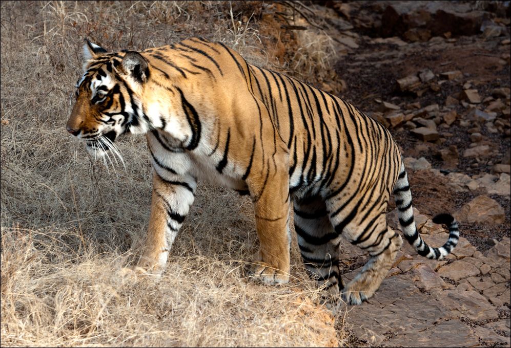 Ranthambore-Tiger...