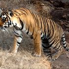 Ranthambore-Tiger...