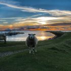 Rantumer-Hafen mit Sylter Deichschaf