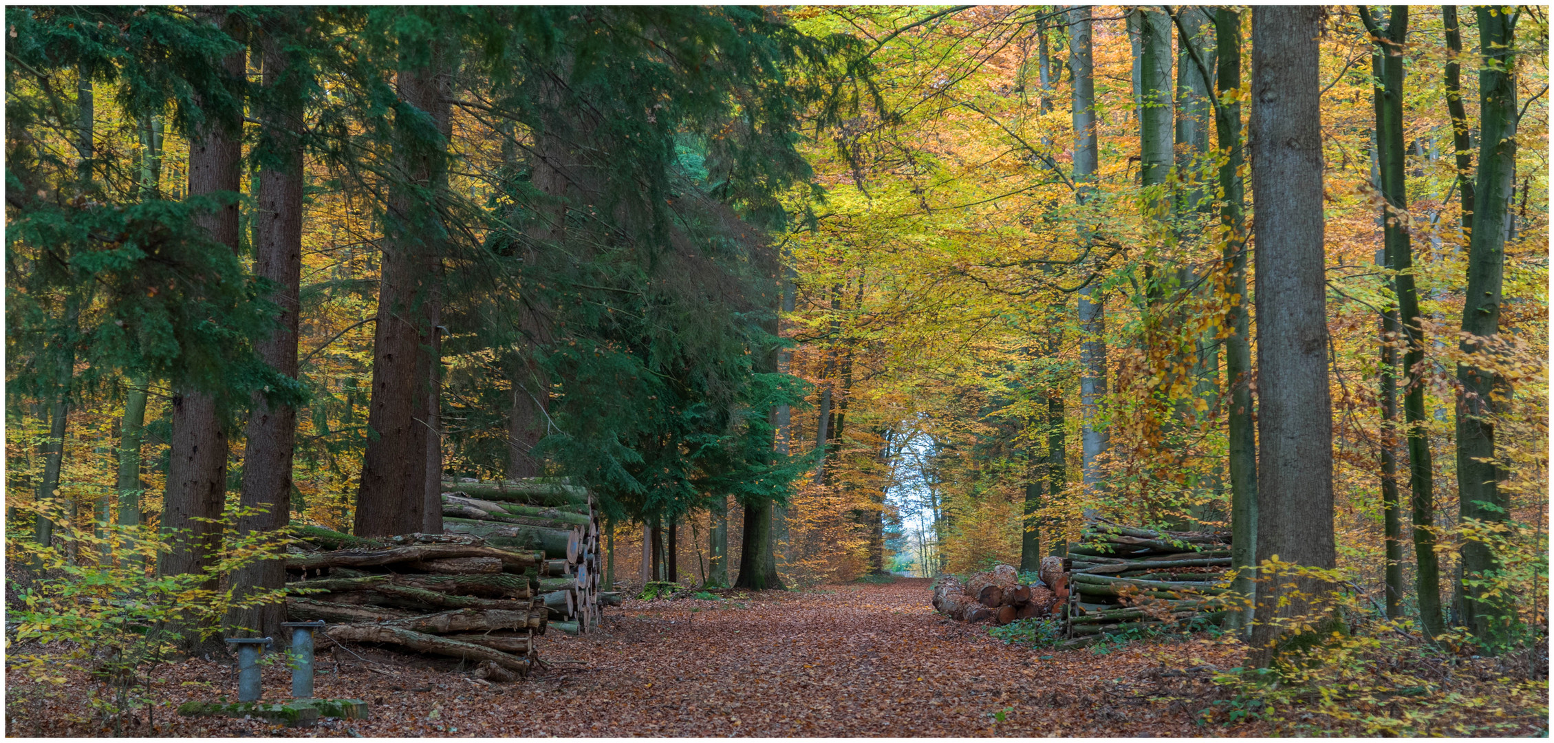 Rantzauer Forst Foto & Bild | world, jahreszeit, herbst Bilder auf