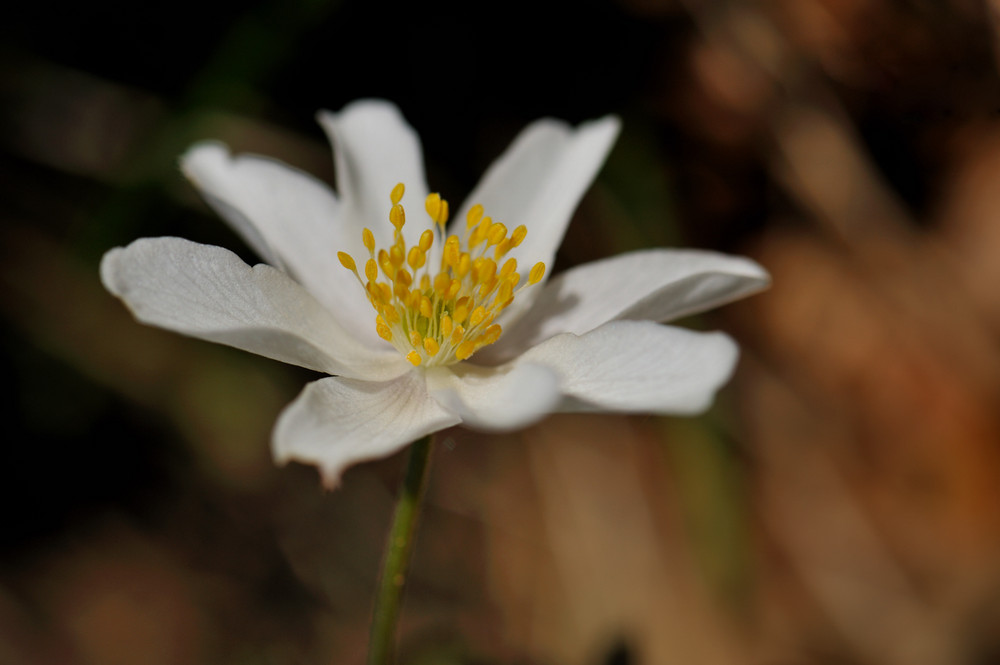 Ranuncolacea - Anemone