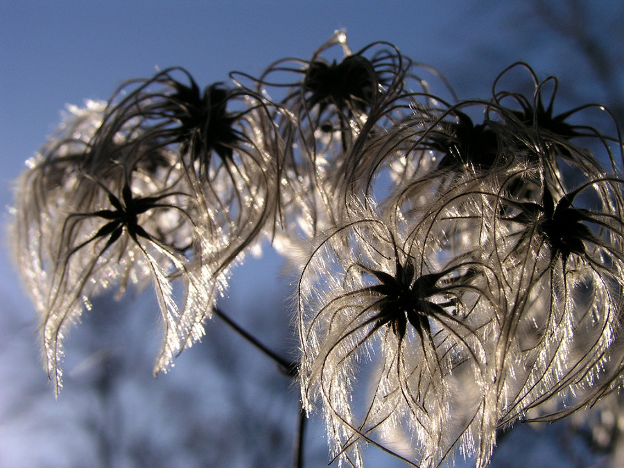 Ranunculaceae, Clematis vitalba