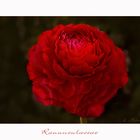 Ranunculaceae - Ranunkel