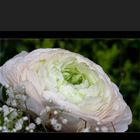 Ranunculaceae  -  Ranunkel  -  Rosa überhaucht ist
