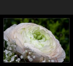Ranunculaceae  -  Ranunkel  -  Rosa überhaucht ist