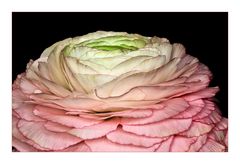 Ranunculaceae - Rose of Spring - Rose de printemps - Ranunkeln, Rosen des Frühlings