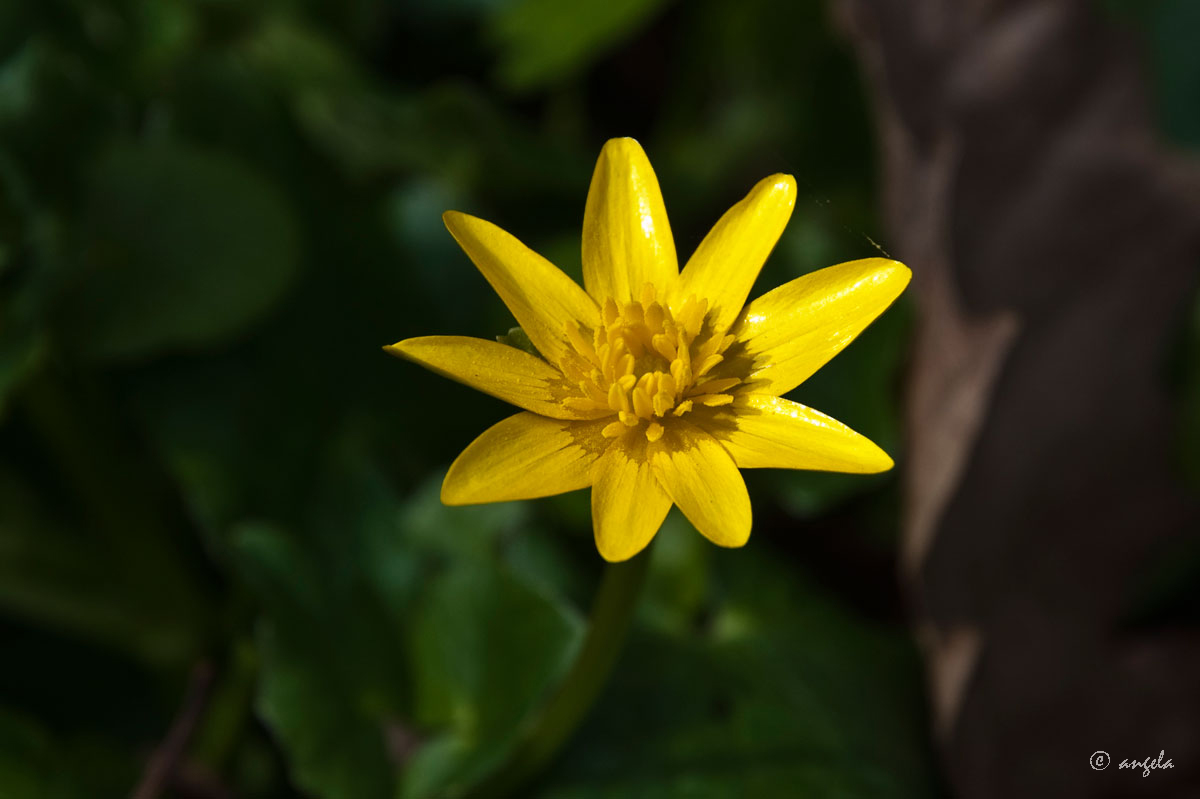 Ranúnculo (ranunculus ficaria)